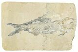 Cretaceous Fossil Fish (Scombroclupea?) - Lebanon #256022-1
